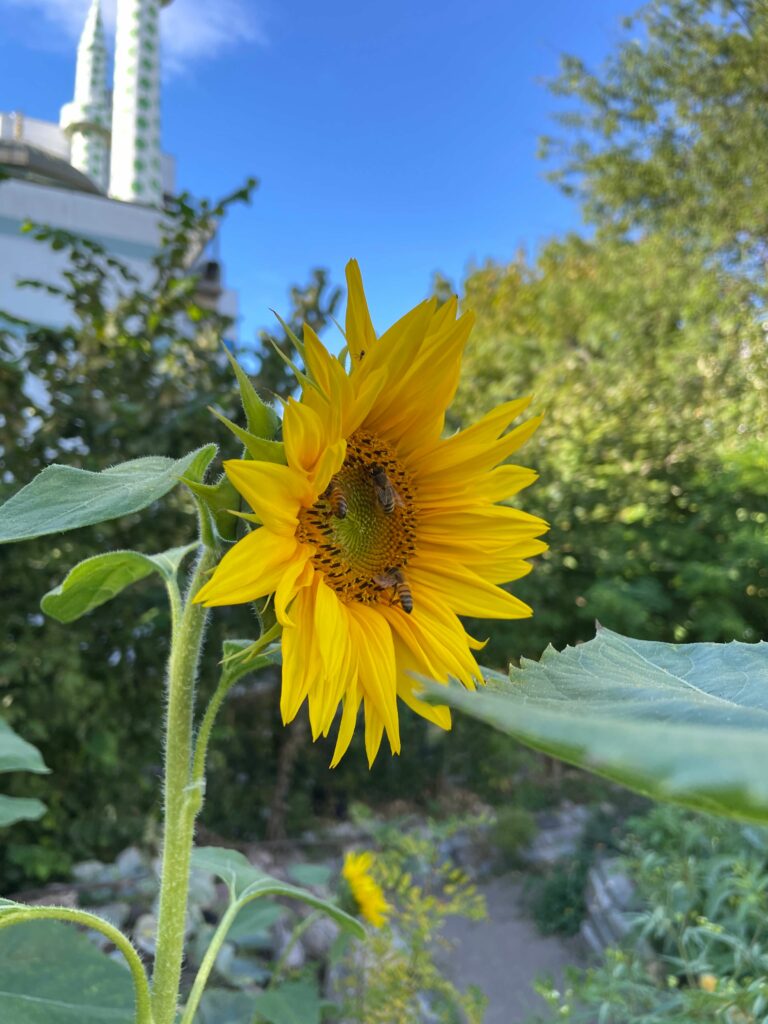 Sonnenblume mit Bienen besetzt
